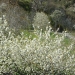 III-Tebaida-Berciana---30